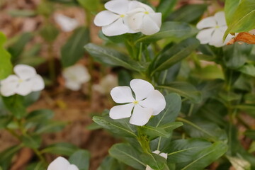 photo of white flower (Catharanthus roseus)blooming in the garden
