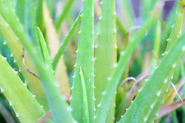 Close up fresh green aloe vera plant in the herb garden.