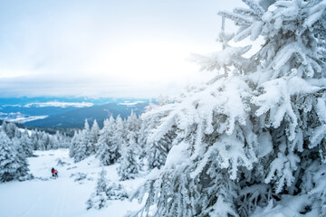 Picturesque winter landscape from mountain with snowy pine trees