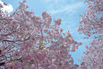 晴天と桜の景色