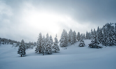 Naklejka premium Pine trees covered with snow on mountain hill