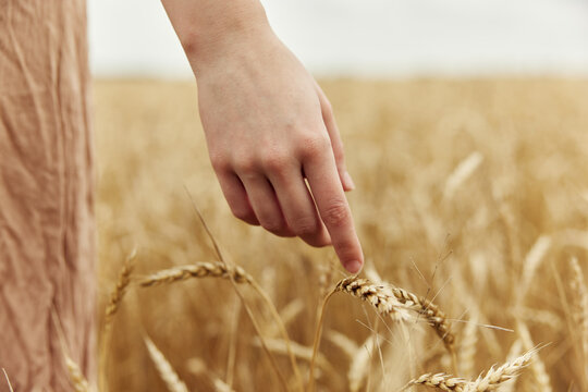 Image of spikelets in hands rye farm nature endless field