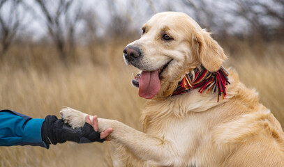 Golden retriever dog gives paw to owner sitting in yellow dry field grass landscape