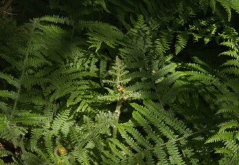 Green fresh fronds of fern natural macro floral background

