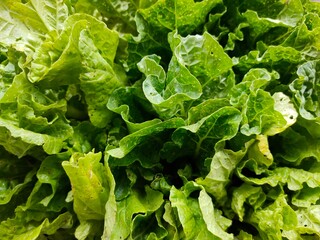 fresh lettuce