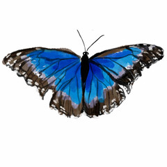 butterflies,butterflies with sequins,blue-black butterfly,exotic butterfly,butterfly with bubbles,butterfly with highlights,butterfly on a sky background,butterfly on a green background