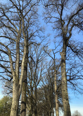 Tree tops of oaks. Uffelte Netherlands. Drente.