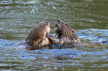 Fototapeta premium Zwei Nutrias (Myocastor coypus) kämpfen im Altrhein bei Jockgrim, Rheinland-Pfalz, Deutschland, 