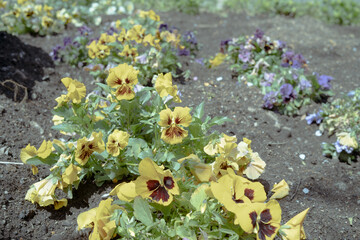 花壇に咲いた黄色いパンジー