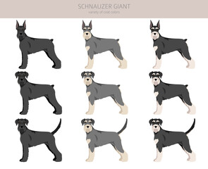 Schhnauzer Giant clipart. Different poses, coat colors set