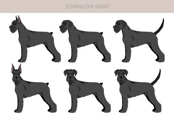 Schhnauzer Giant clipart. Different poses, coat colors set