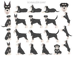 Schhnauzer Giant clipart. Different poses, coat colors set