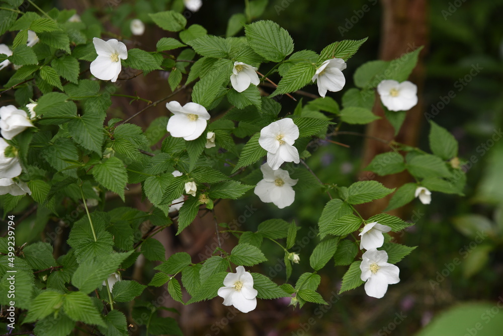 Poster Jet bead (Rhodotypos scandens) flowers. Rosaceae deciduous shrub. White flowers bloom from April to May, and four shiny black fruits remain until spring.