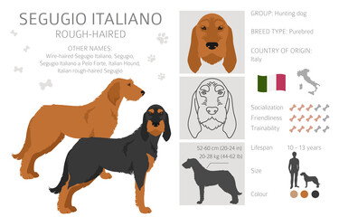 Segugio Italiano rough haired clipart. Different poses, coat colors set