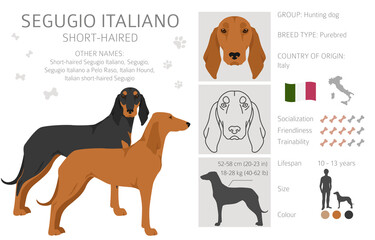 Segugio Italiano short haired clipart. Different poses, coat colors set