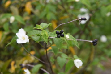 Jet bead (Rhodotypos scandens) flowers. Rosaceae deciduous shrub. White flowers bloom from April to May, and four shiny black fruits remain until spring.