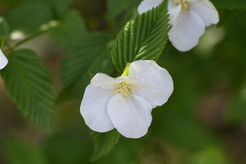 Jet bead (Rhodotypos scandens) flowers. Rosaceae deciduous shrub. White flowers bloom from April to May, and four shiny black fruits remain until spring.