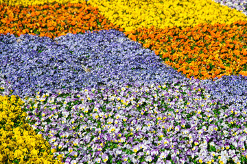 チェックの模様のように植えられたパンジーの美しい花畑