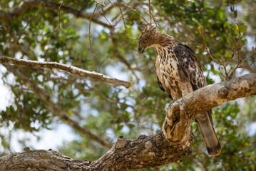 Crested Hawk-Eagle, Nisaetus cirrhatus at Wilpattu national park, Sri Lanka