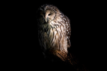 Habichtskauz im Dunklen