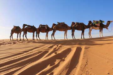 Caravan camel in desert Sahara under the sunlight in Morocco in Africa