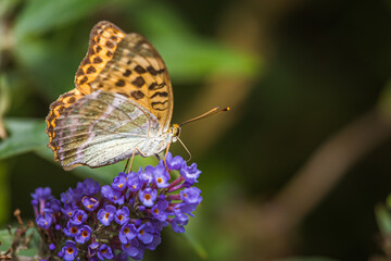 Kaisermantel auf lila Sommerflieder
