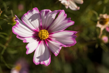 Obraz premium Weiß-pinkes Schmuckkörbchen