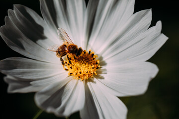 Biene auf weißem Schmuckkörbchen