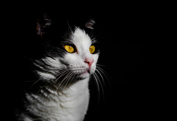 Schwarz-weiße Katze mit leuchtend gelben Augen