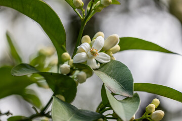 white lily of the valley