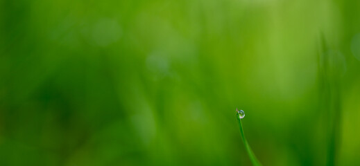 Beautiful close-up of a dew drop