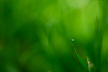 Beautiful close-up of a dew drop
