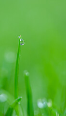 Beautiful close-up of a dew drop