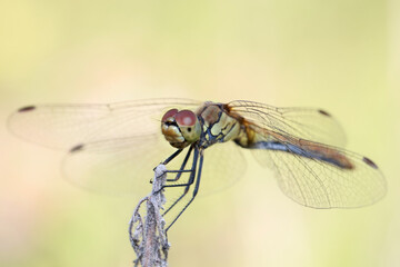 A dragonfly (Odonáta) sits on a grass stalk. The dragonfly's huge eyes look incredibly fantastic. 
Dragonflies are active predators that feed on insects caught on the fly.

