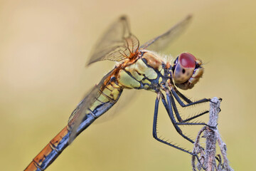 A dragonfly (Odonáta) sits on a grass stalk. The dragonfly's huge eyes look incredibly fantastic. 
Dragonflies are active predators that feed on insects caught on the fly.
