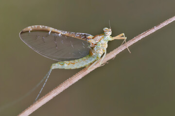 Macro of a small  mayfly resting on a blade of grass. 
Mayflies are characterized by a unique process for winged insects - molting of the winged form.
