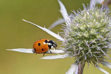 A ladybug runs around the Eringium plant. 
In the plants, the ladybug finds very small flies and eats them.
