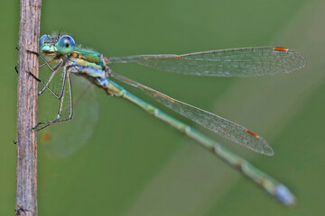 Dragonfly (Emerald dragonfly, Lestes dryas) has a small size, thin elongated Metallic shiny body. At rest, he keeps his wings open.