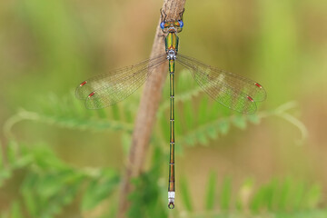 Dragonfly (Emerald dragonfly, Lestes dryas) has a small size, thin elongated Metallic shiny body. At rest, he keeps his wings open.