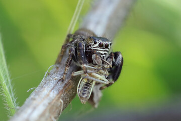 Jumping spiders doesn 't build webs, it jumps and attracts its pray.
Jumping spiders have eight eyes, arranged in three rows. Such eyes provide the review almost in 360 degrees. 
