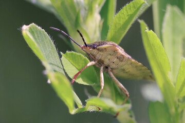 Harmful turtles (Eurygaster integriceps) cause great harm to agriculture.
The harmful turtle (Eurygaster integriceps) is a bug of the Turtle Shield family (Scutelleridae) sits on the grass. 
