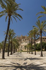 Fototapeta premium Palm alley. La Seu, Cathedral of Santa Maria is a Gothic Roman Catholic cathedral, Palma de Mallorca, Mallorca, Spain. Beautiful summer day, historic building, popular tourist location.
