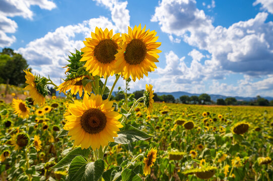 Beautiful sunflower field on blue blue sky with clouds. Summer landscape, detail of three sunflowers in their full splendor in the middle of the sunflower field in central Italy Umbria