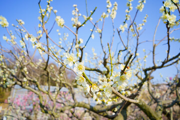 梅花(香川県高松市)香川県園芸総合センター