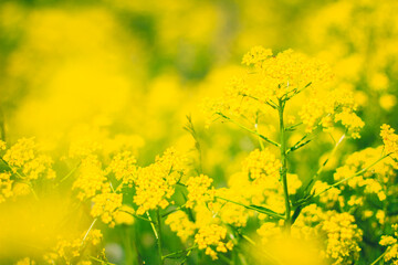 Obraz premium Field of yellow canola flowers