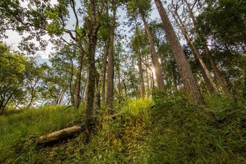 Sunlight through the tree Landscape at Doi Luang Chiang Dao, High mountain in Chiang Mai Province, Thailand