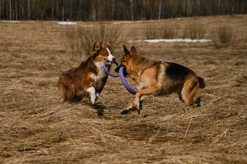 Purebred dogs have fun together. Two Shepherds German and Australian are best friends running in field with dry grass on clear sunny day with toys rings in their teeth.