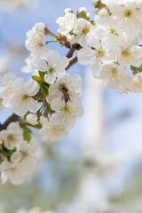 Obraz premium spring tree blossom