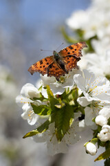 spring butterfly on blossom flower