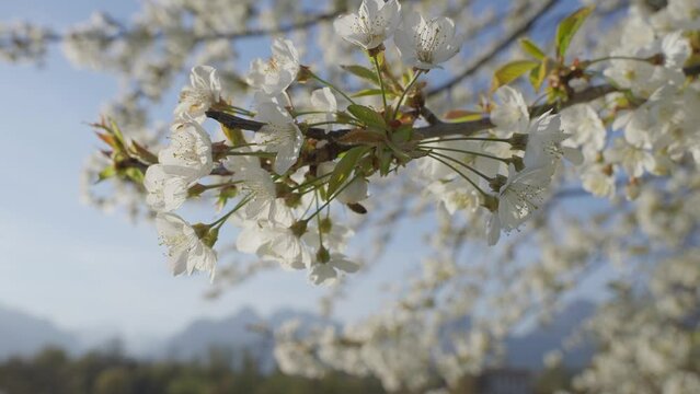 Close up white cherry tree blossom over clear blue sky, low angle view, slow motion